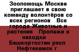 Зоопомощь.Москва приглашает в свою команду волонтёров со всех регионов - Все города Животные и растения » Пропажи и находки   . Башкортостан респ.,Нефтекамск г.